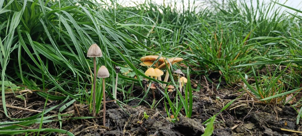 biopreps atstato dirvožemio biologinius procesus